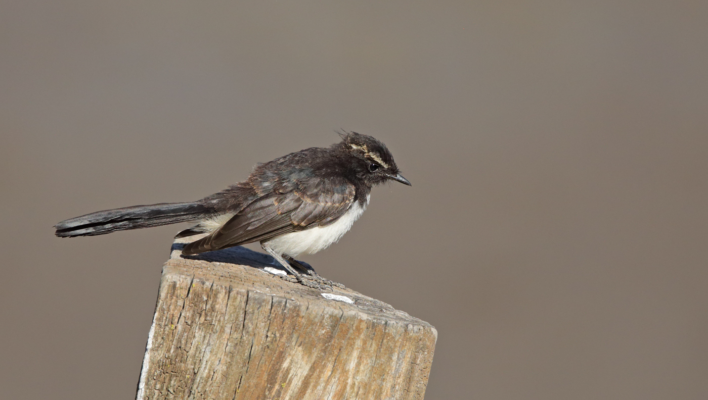 Willie Wagtail (Image ID 34462)