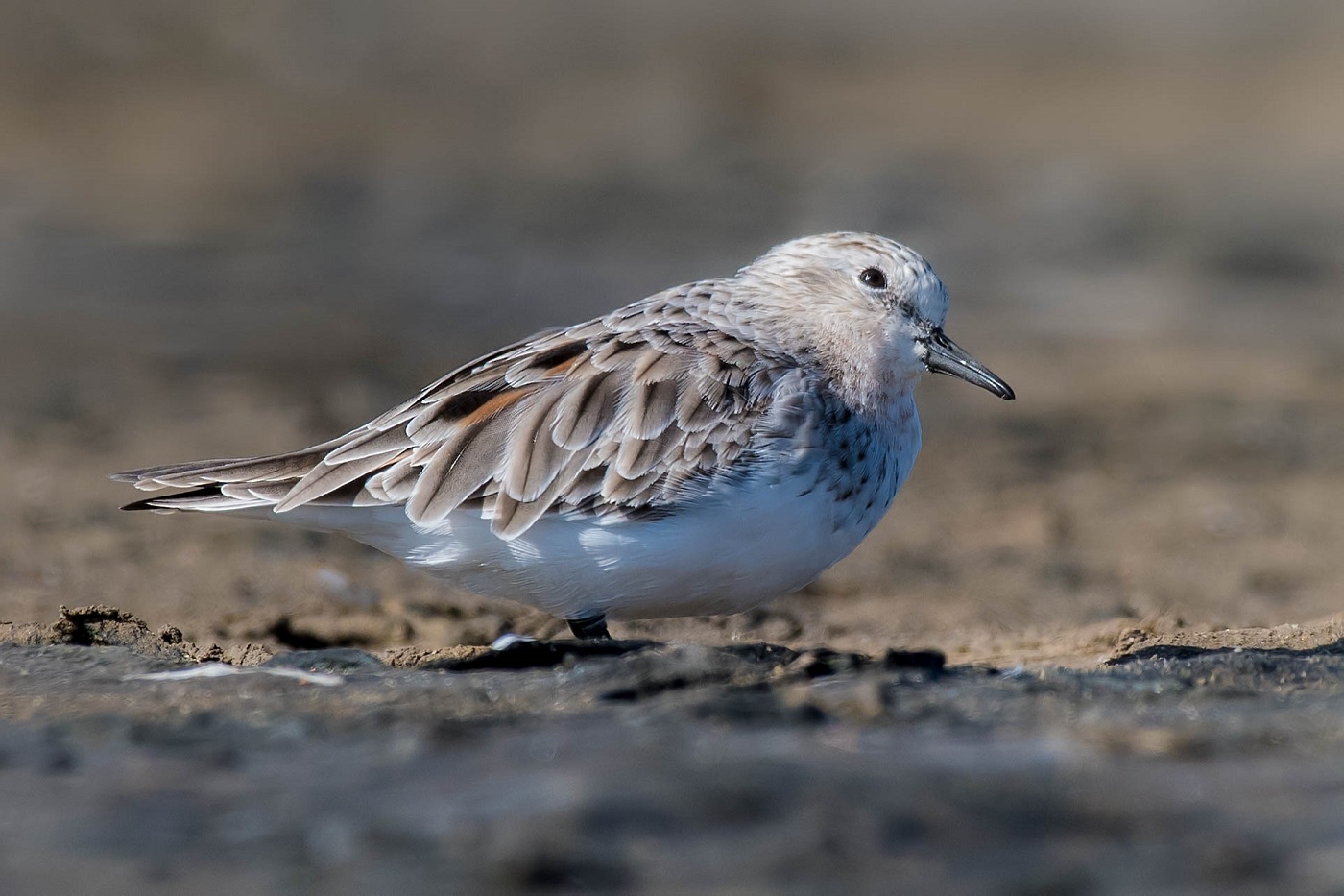 Red-necked Stint (Image ID 34468)
