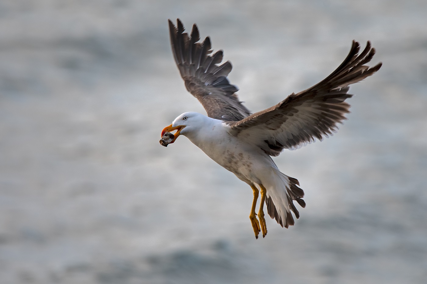 Pacific Gull (Image ID 34483)