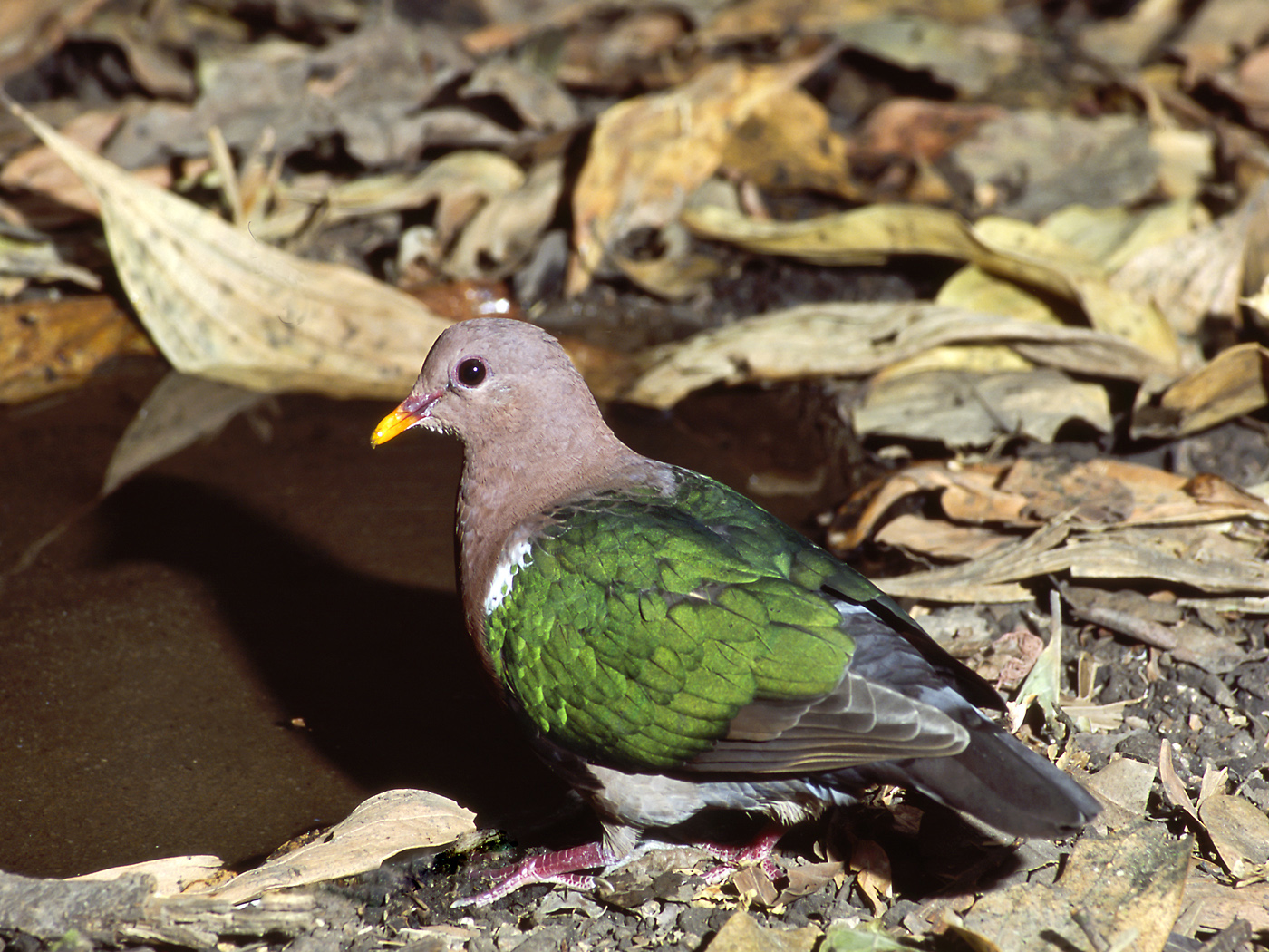 Brown-capped Emerald-Dove (Image ID 34576)