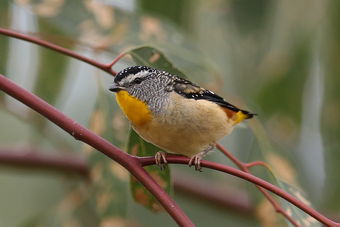 Spotted Pardalote (Image ID 34623)