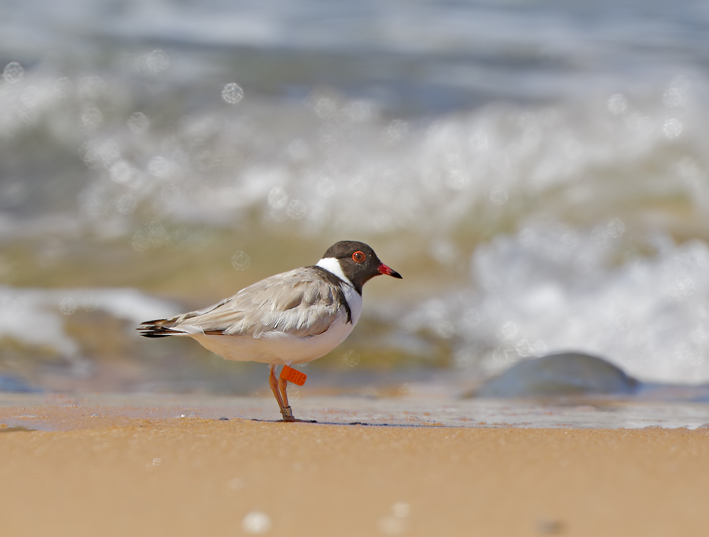 Hooded Plover (Image ID 34571)