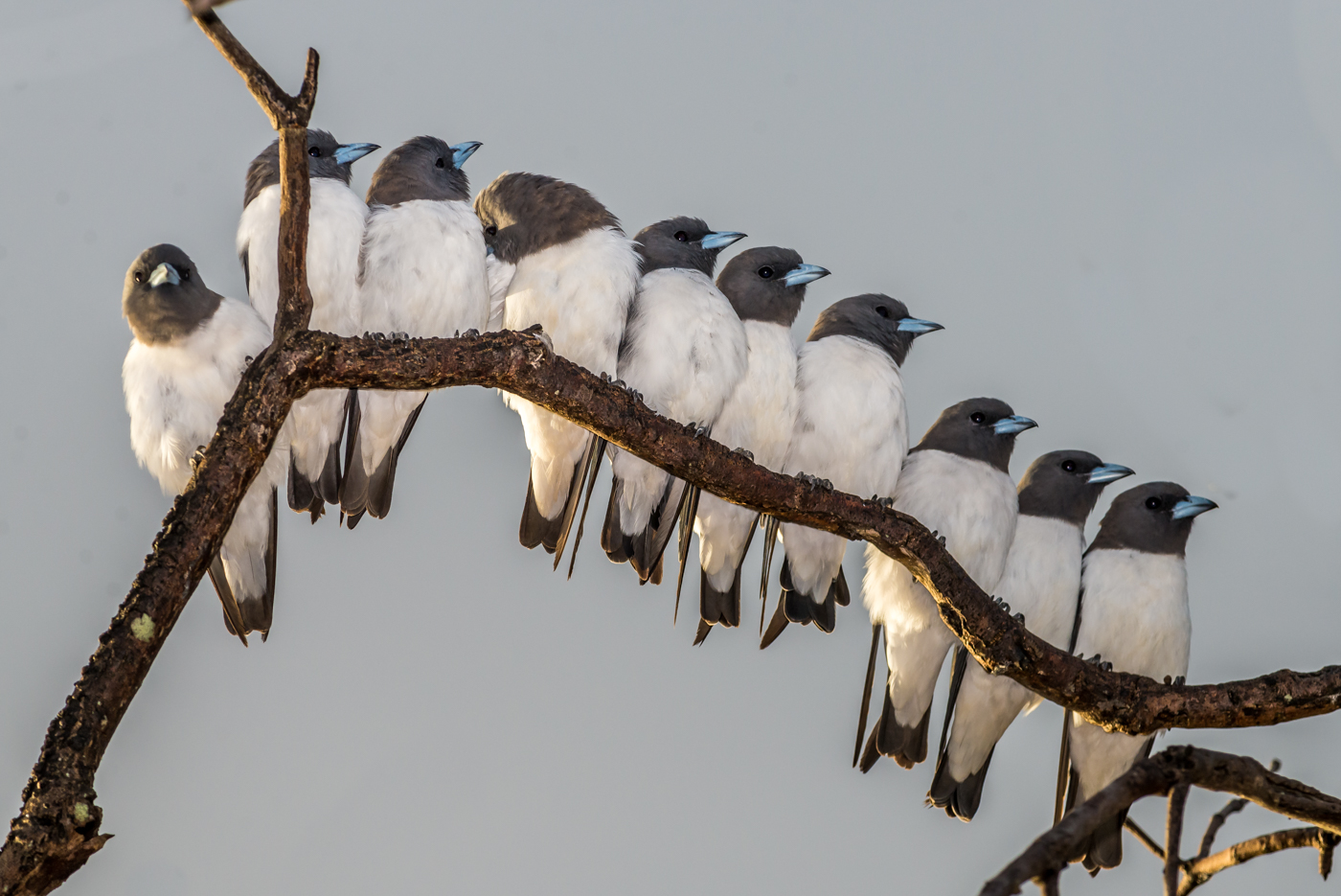 White-breasted Woodswallow (Image ID 34502)