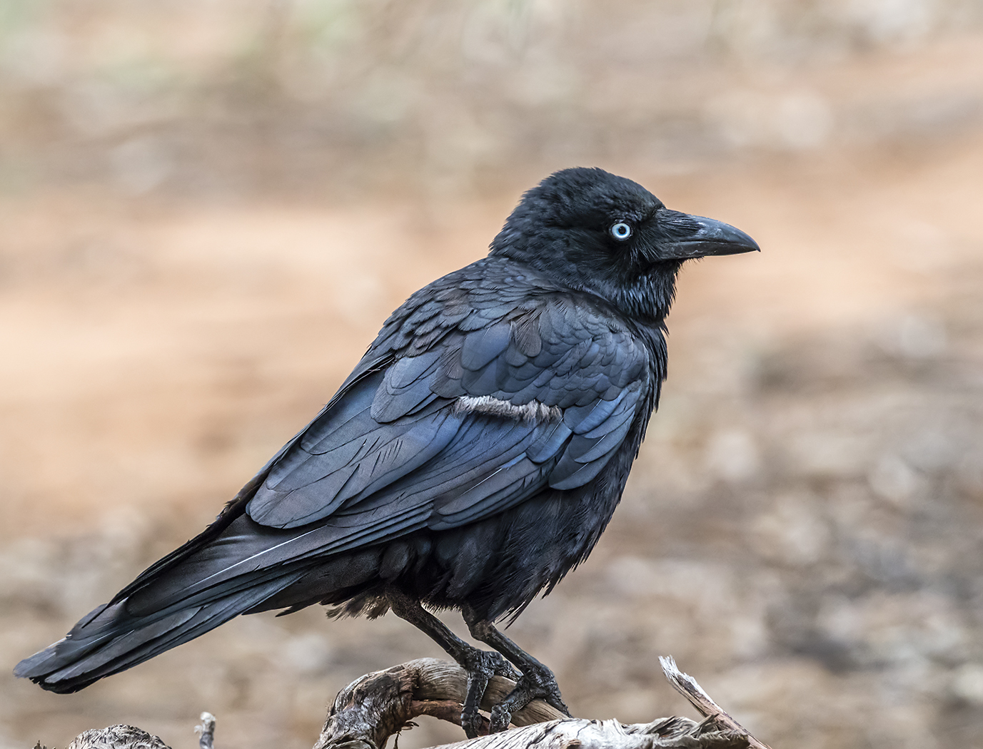 Australian Raven (Image ID 34376)