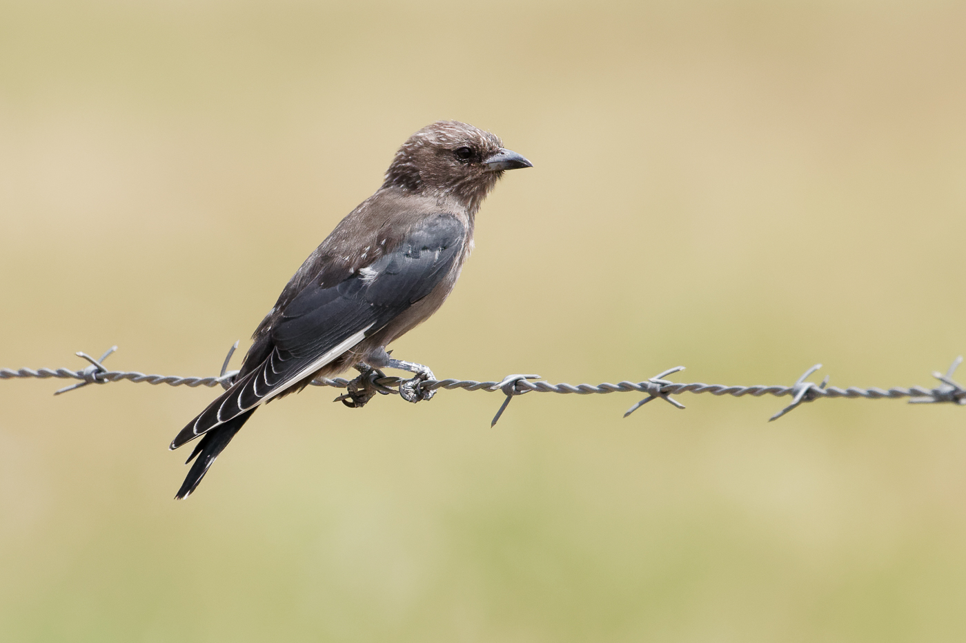 Dusky Woodswallow (Image ID 34387)
