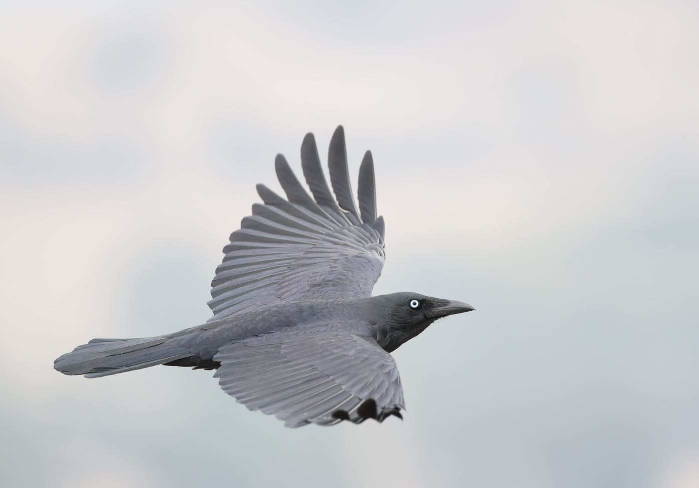 Little Raven (Image ID 34466)