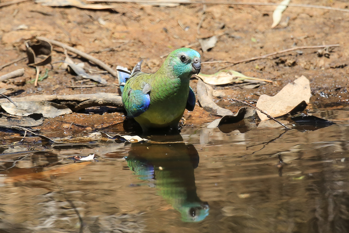 Turquoise Parrot (Image ID 34622)