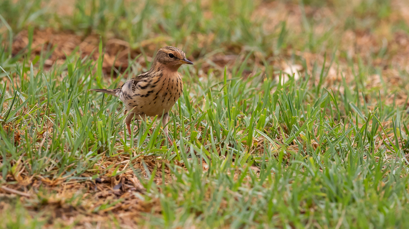 Red-throated Pipit (Image ID 34500)