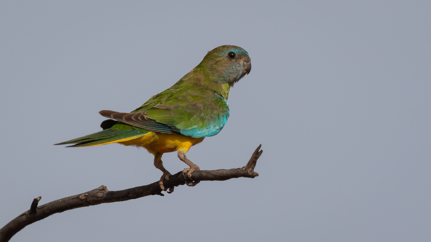 Scarlet-chested Parrot (Image ID 34463)