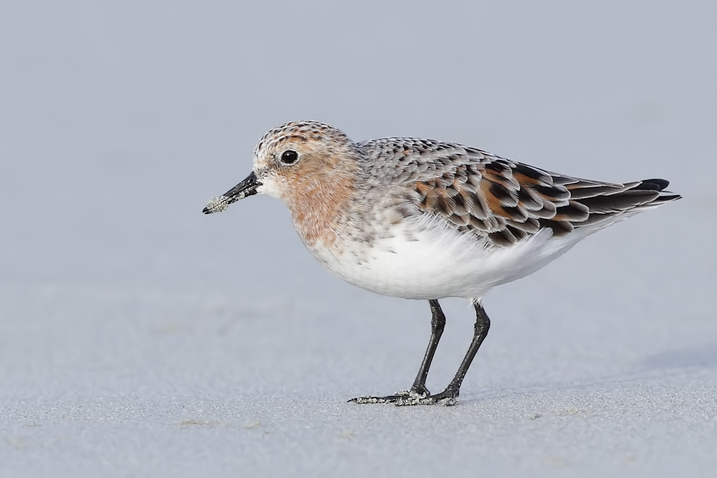 Red-necked Stint (Image ID 34473)