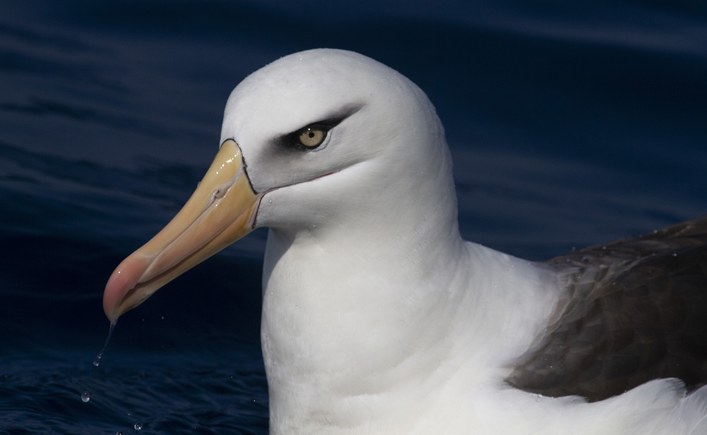 Campbell Albatross (Image ID 34602)