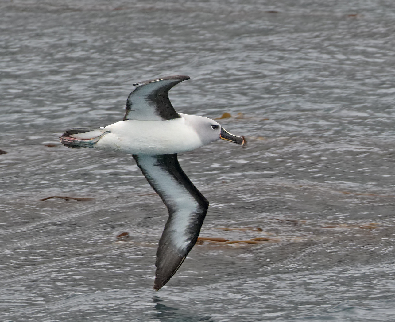 Grey-headed Albatross (Image ID 34679)