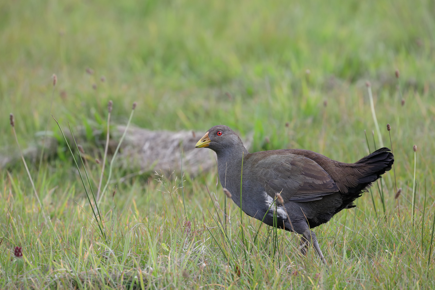 Tasmanian Native-hen (Image ID 34929)