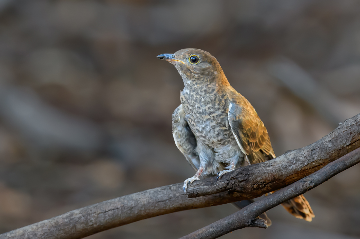 Fan-tailed Cuckoo (Image ID 35005)