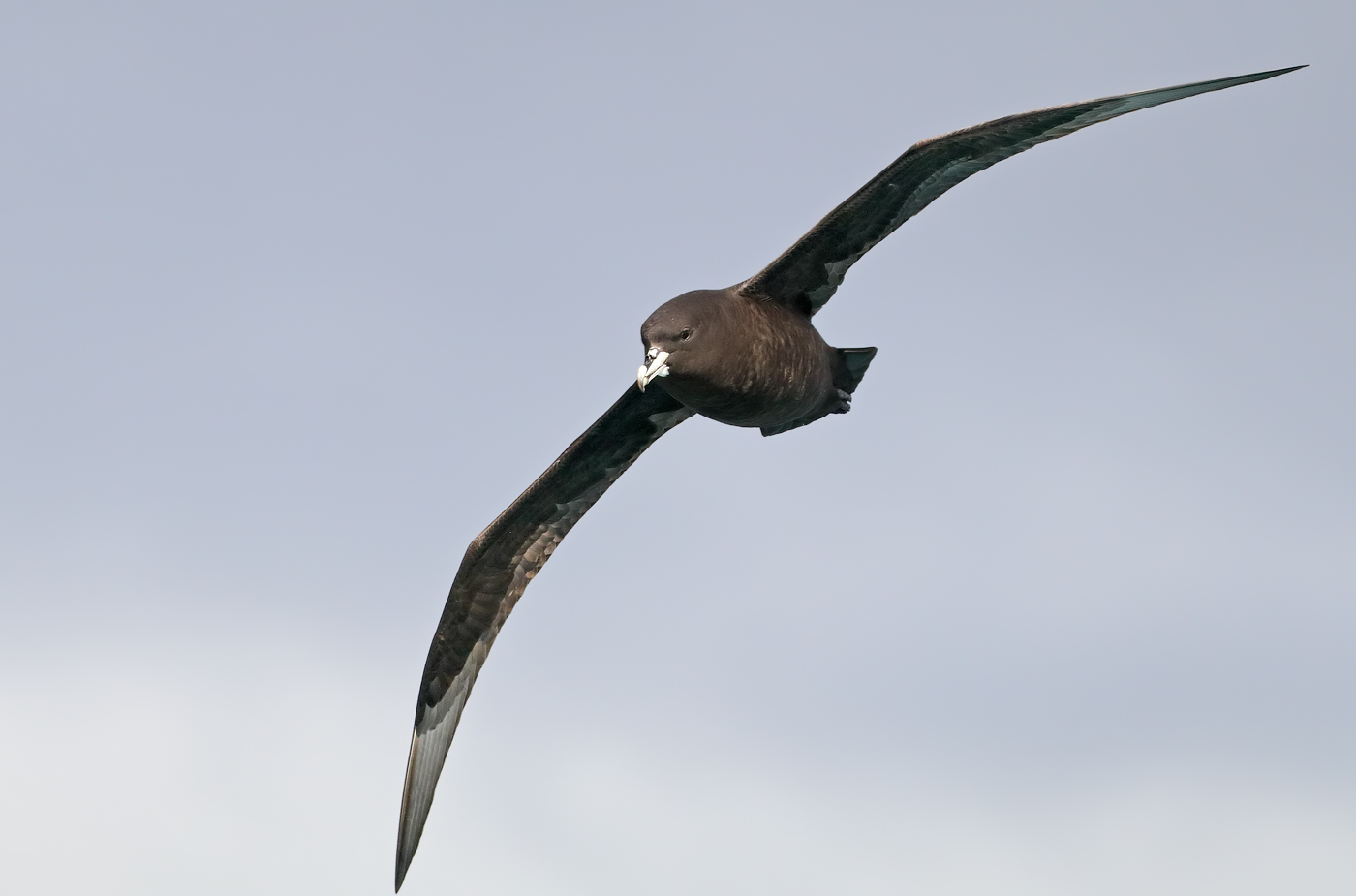 White-chinned Petrel (Image ID 34804)