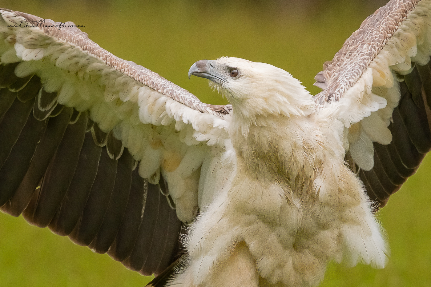 White-bellied Sea-Eagle (Image ID 34669)