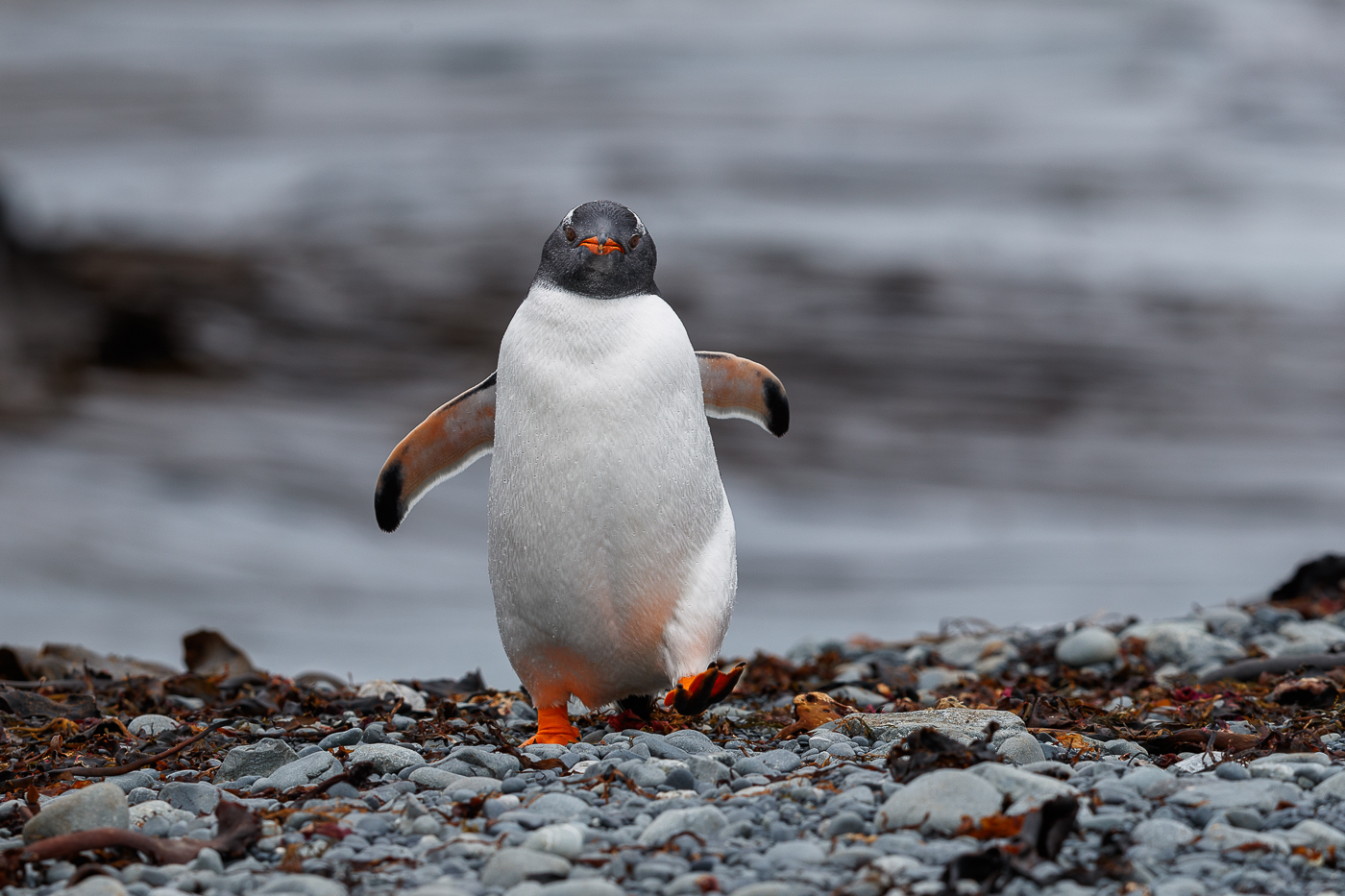 Gentoo Penguin (Image ID 34733)