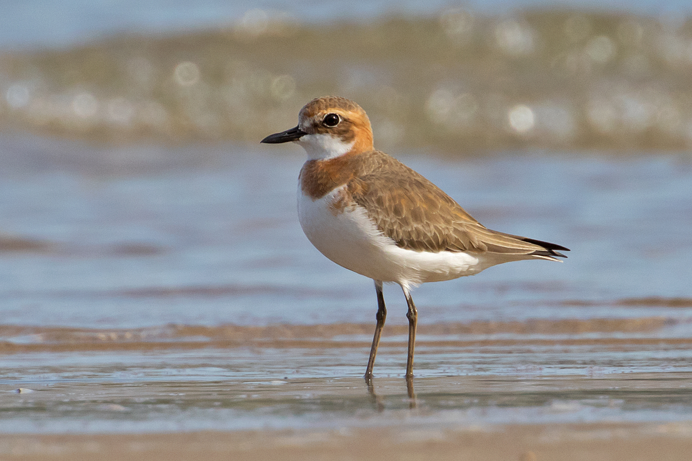 Greater Sand Plover (Image ID 34713)