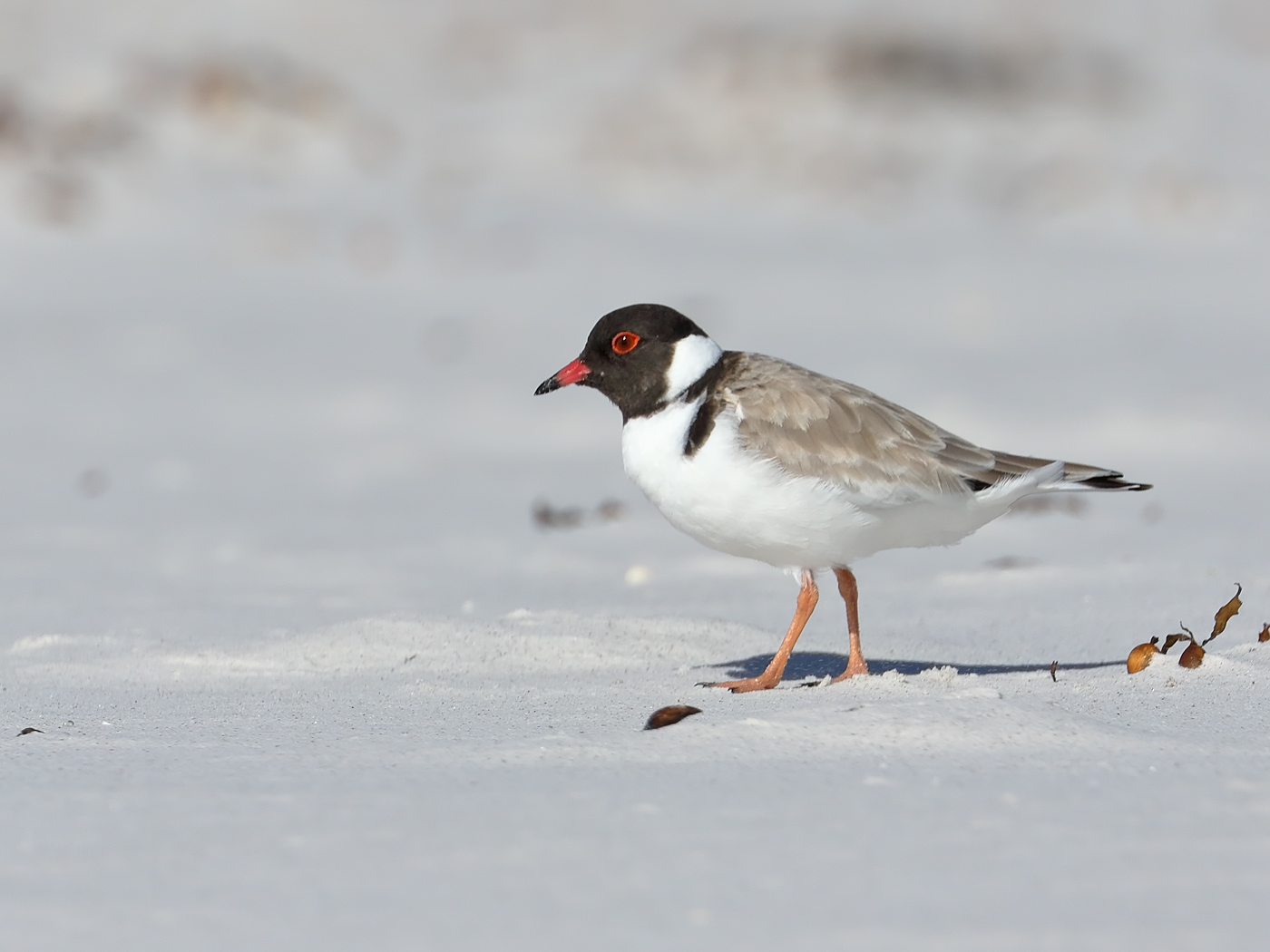 Hooded Plover (Image ID 34884)