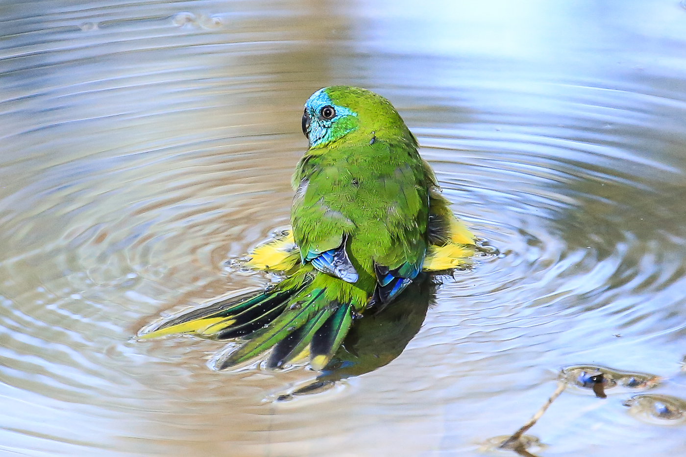 Turquoise Parrot (Image ID 34876)