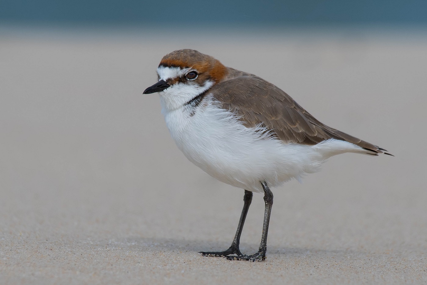 Red-capped Plover (Image ID 35031)