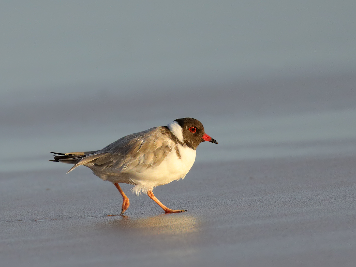 Hooded Plover (Image ID 35037)