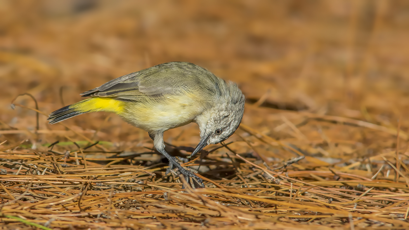 Yellow-rumped Thornbill (Image ID 34753)