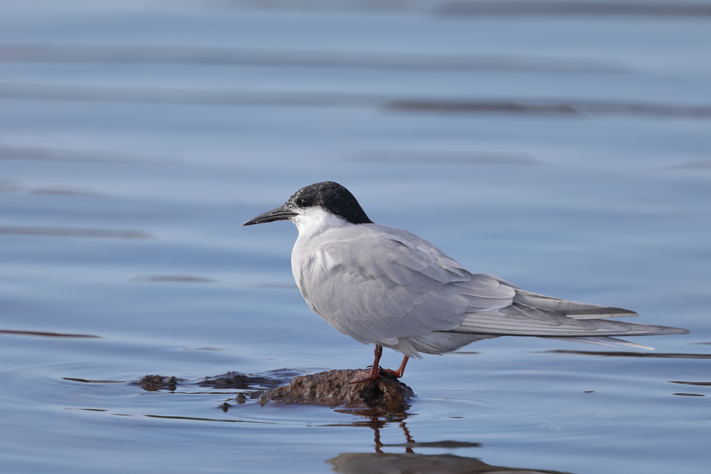 Common Tern (Image ID 34760)