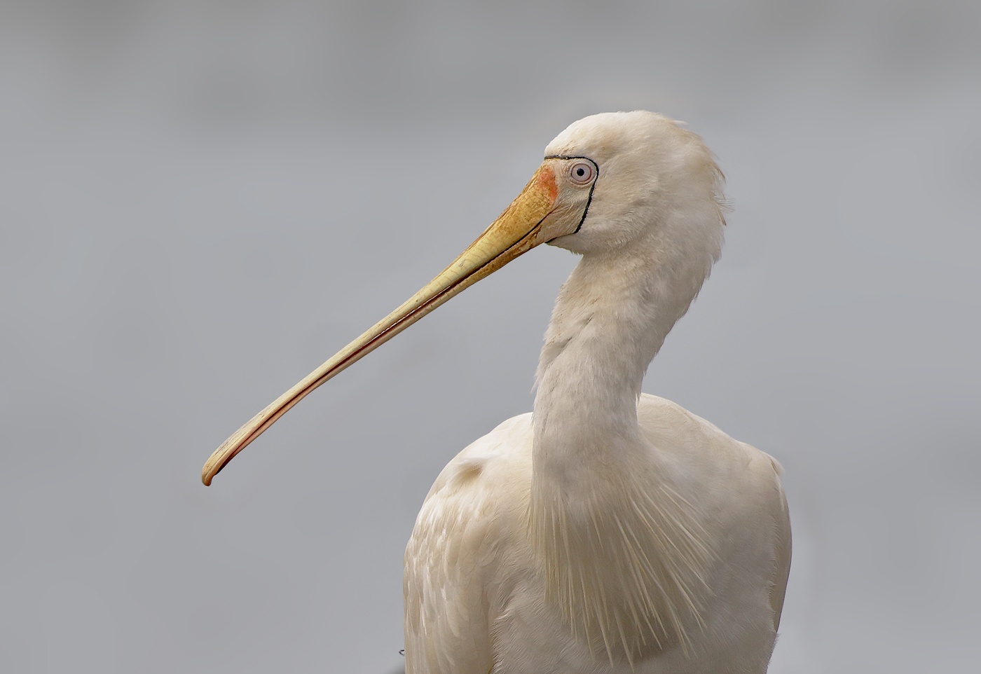 Yellow-billed Spoonbill (Image ID 35022)