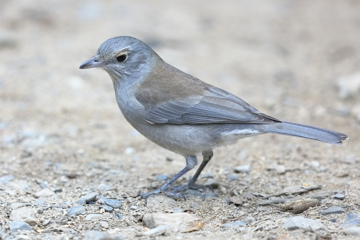 Grey Shrike-thrush (Image ID 34821)