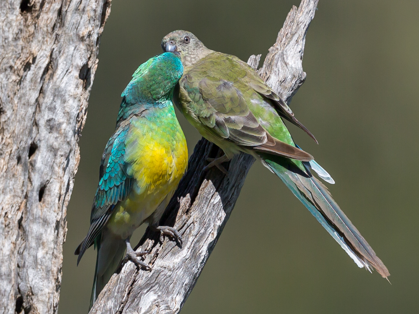 Red-rumped Parrot (Image ID 34950)