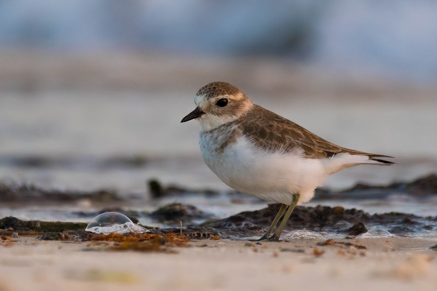Double-banded Plover (Image ID 35033)