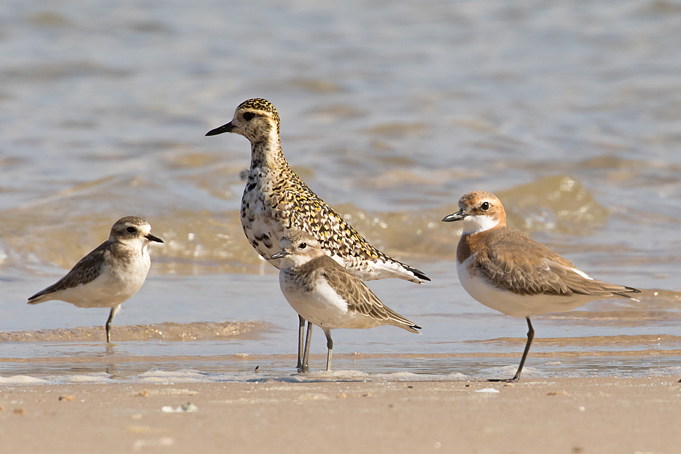 Pacific Golden Plover,Double-banded Plover,Greater Sand Plover (Image ID 34819)
