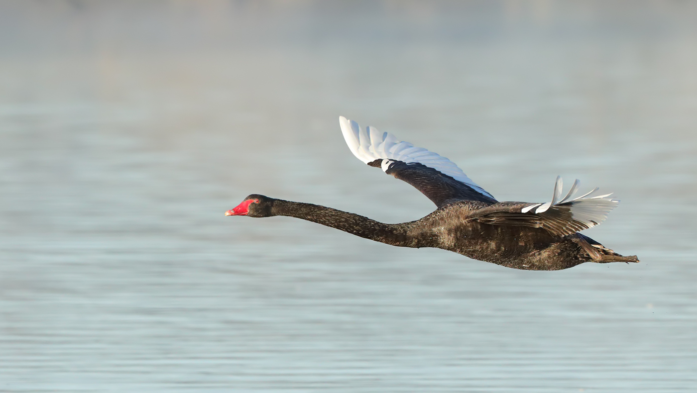 Black Swan (Image ID 34850)