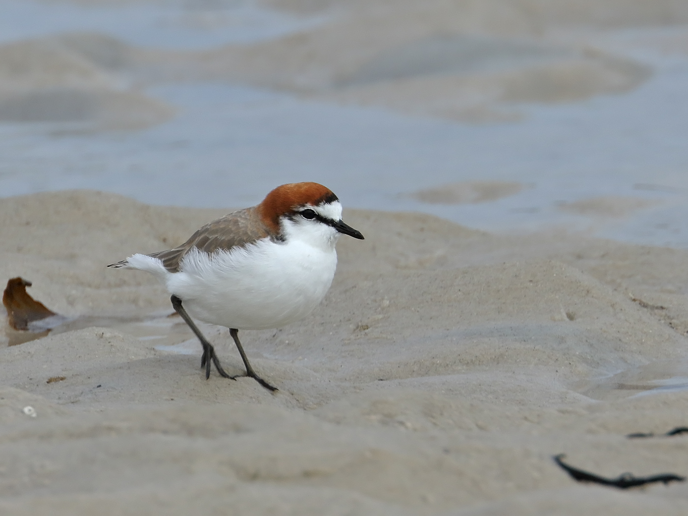 Red-capped Plover (Image ID 34947)