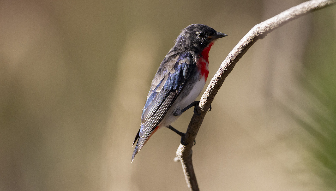 Mistletoebird (Image ID 34827)
