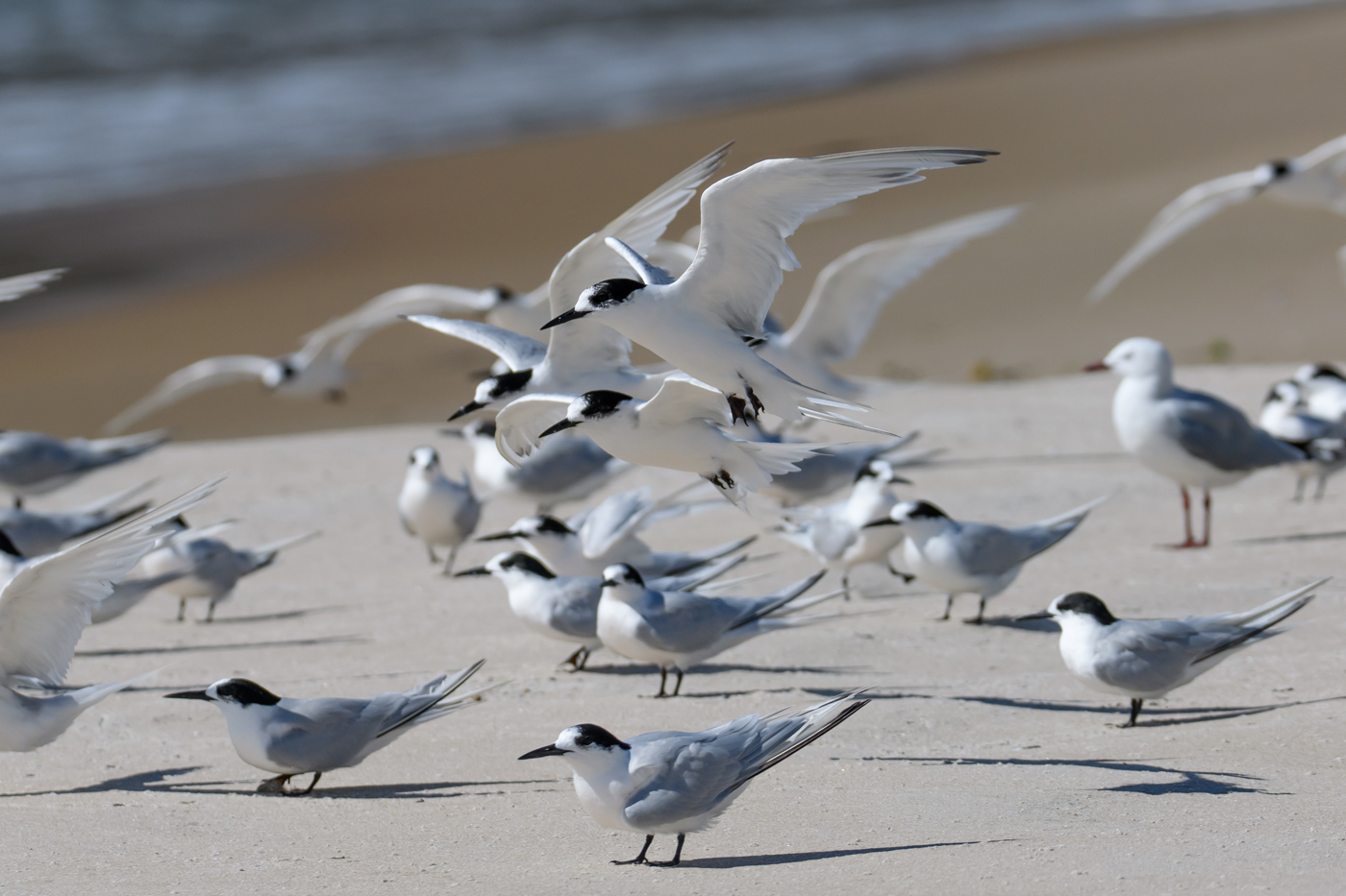 White-fronted Tern (Image ID 35048)