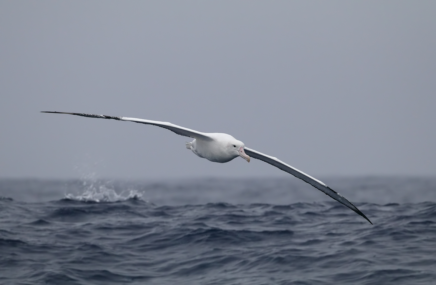 Wandering Albatross (Image ID 34685)