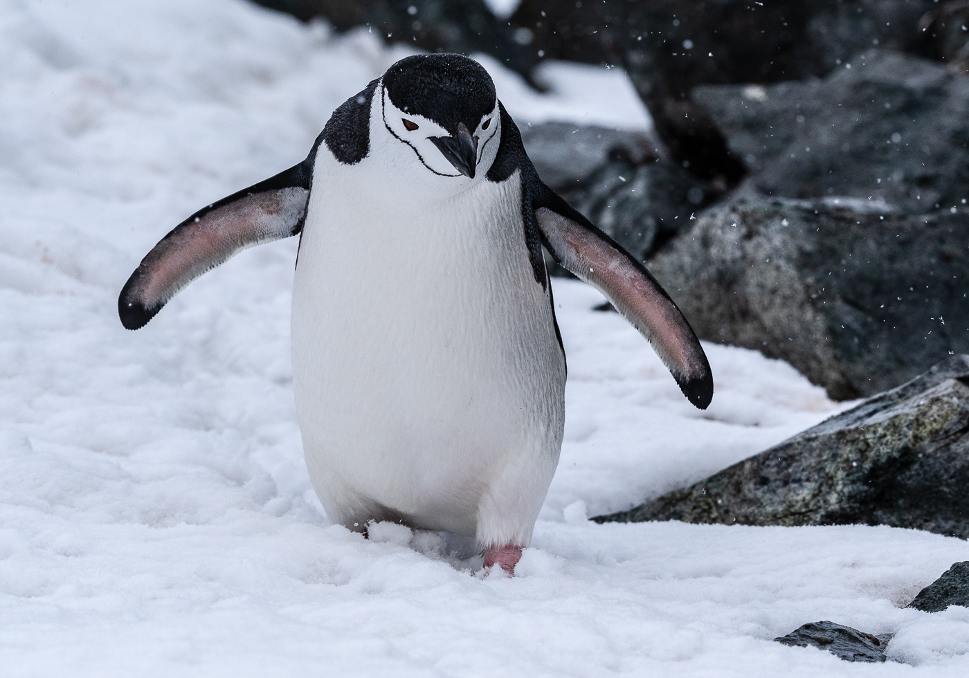Chinstrap Penguin (Image ID 34723)
