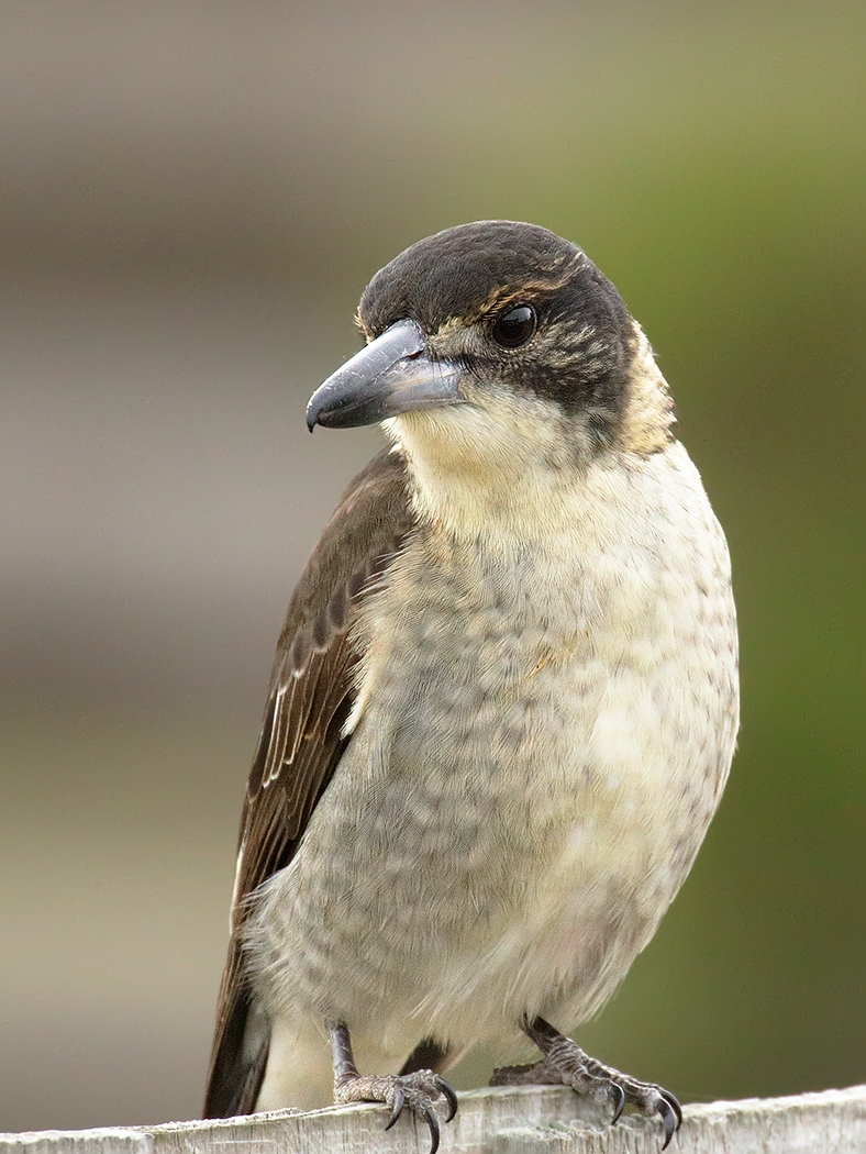 Grey Butcherbird (Image ID 35038)