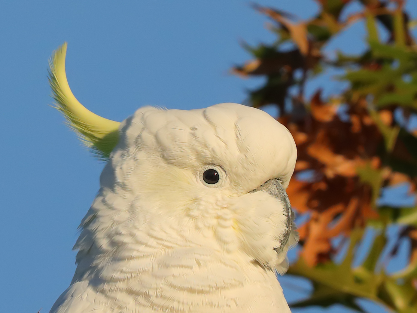 Sulphur-crested Cockatoo (Image ID 34810)