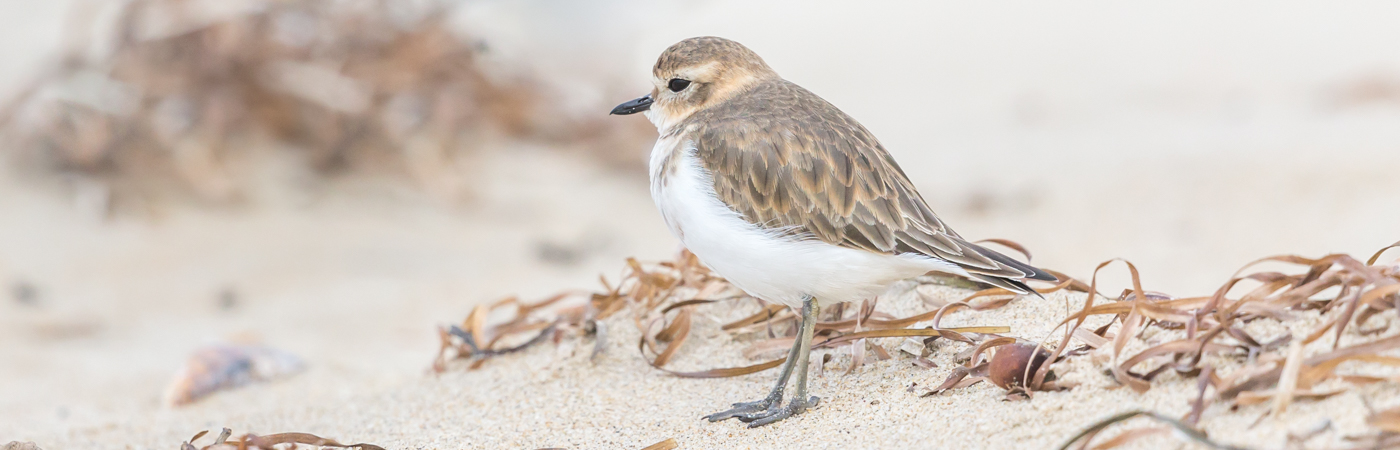 Double-banded Plover (Image ID 34676)