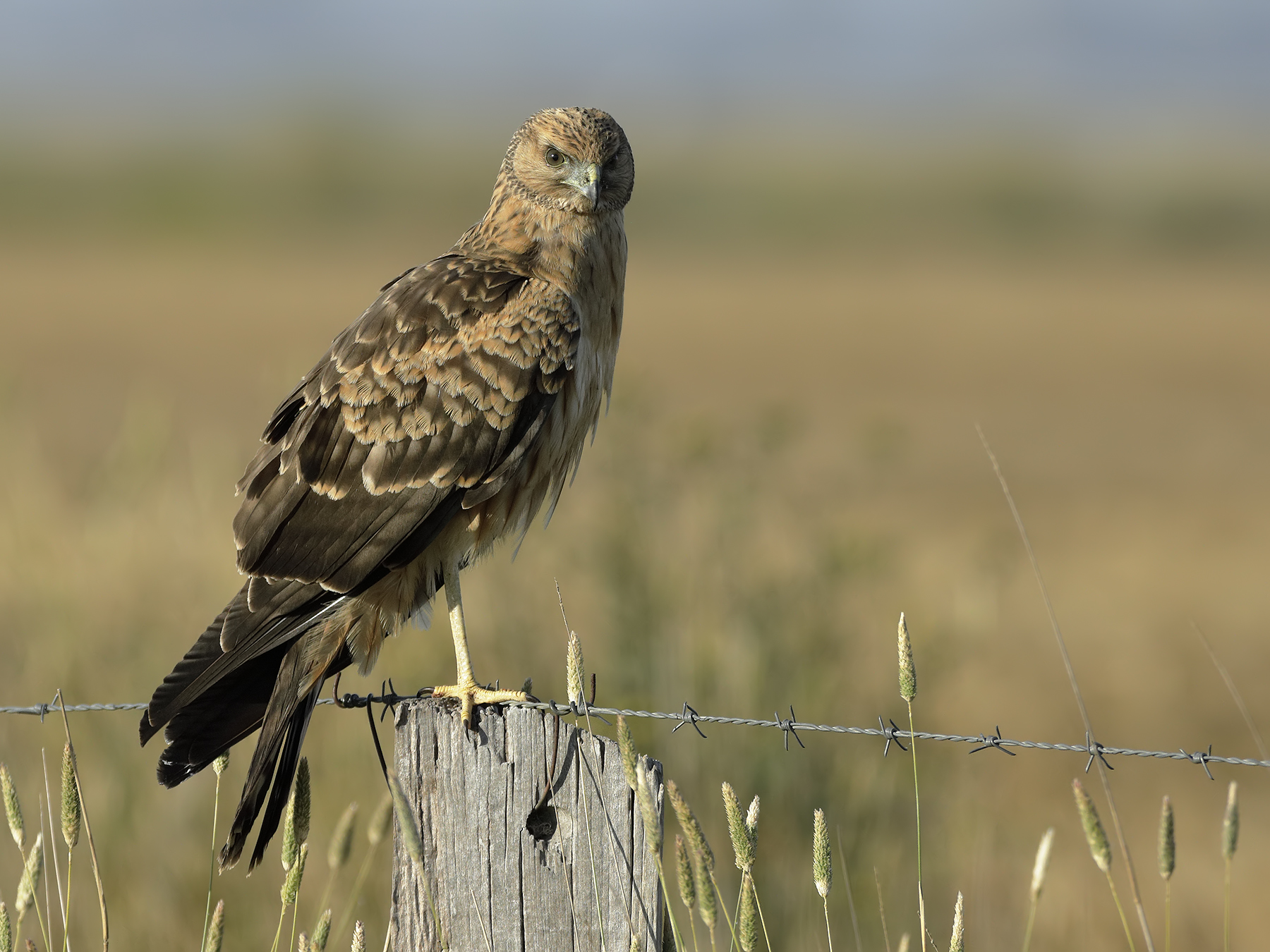 Spotted Harrier (Image ID 34704)