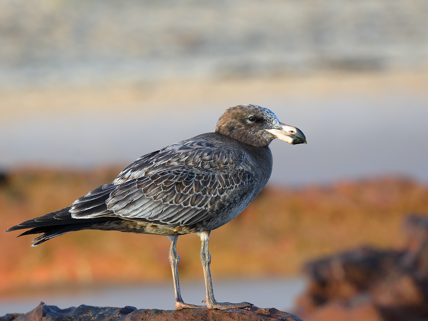 Pacific Gull (Image ID 35036)