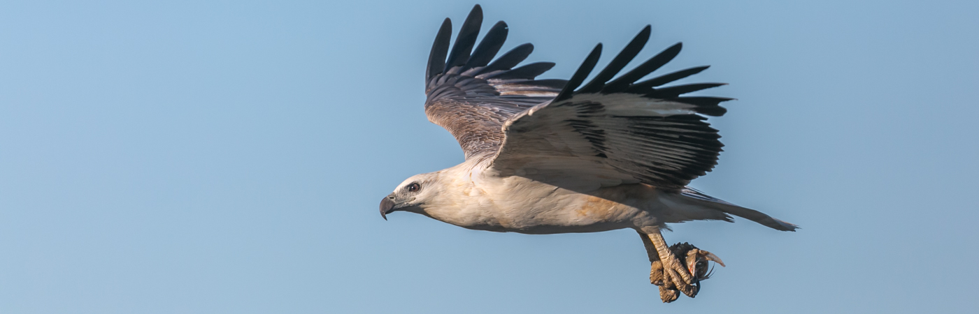 White-bellied Sea-Eagle (Image ID 34726)