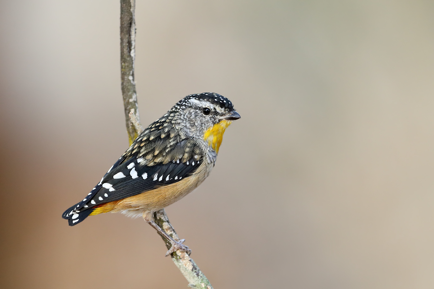 Spotted Pardalote (Image ID 35023)