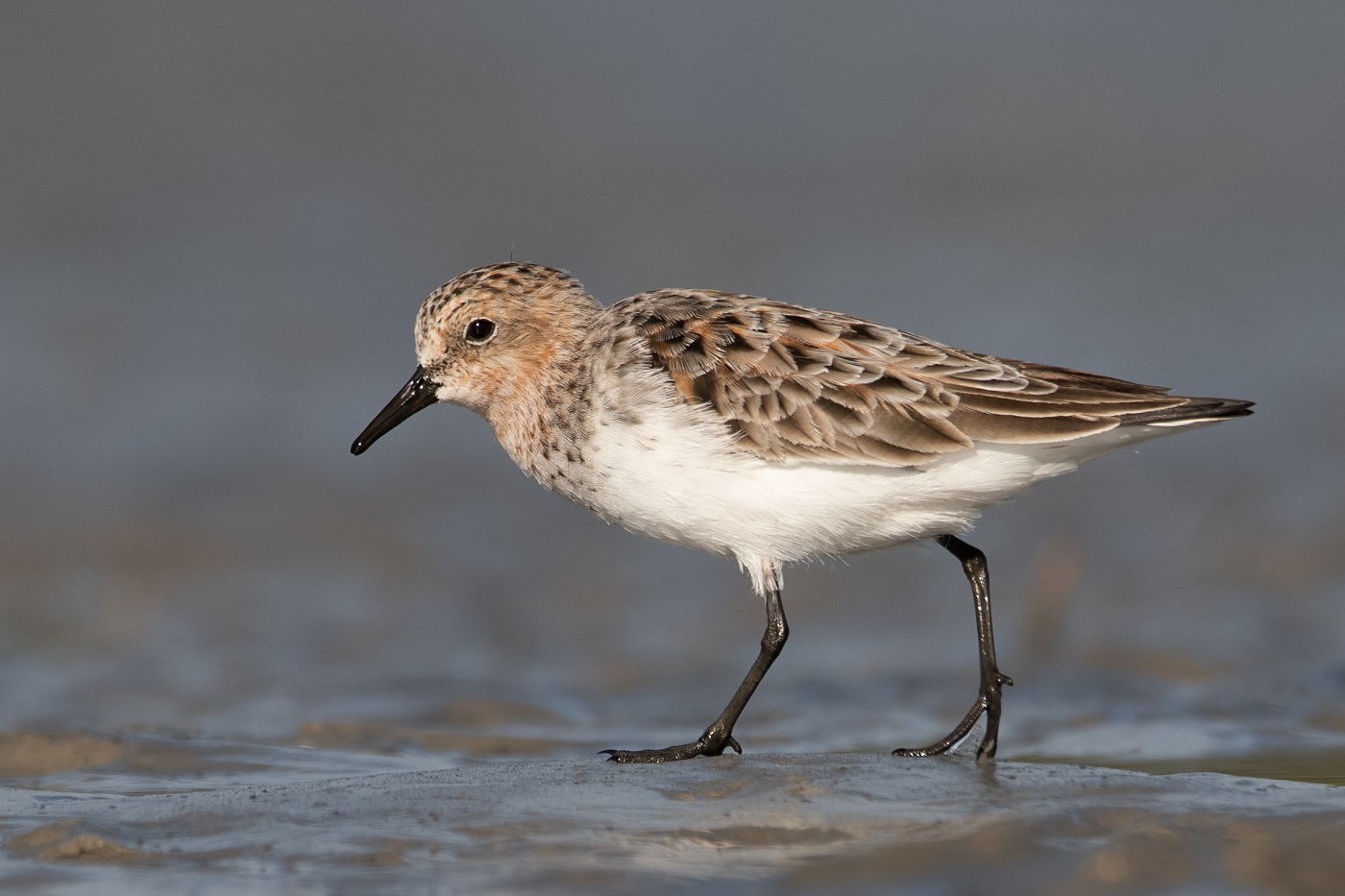 Red-necked Stint (Image ID 34960)
