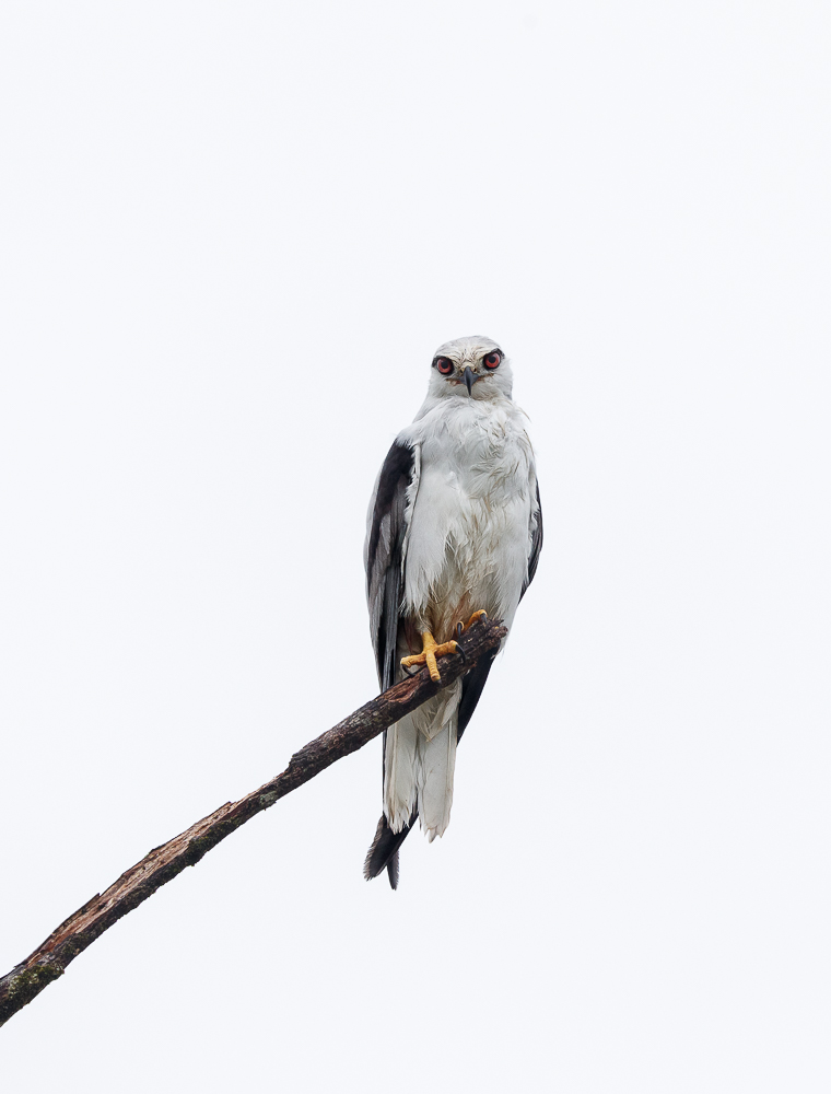Black-shouldered Kite (Image ID 34747)