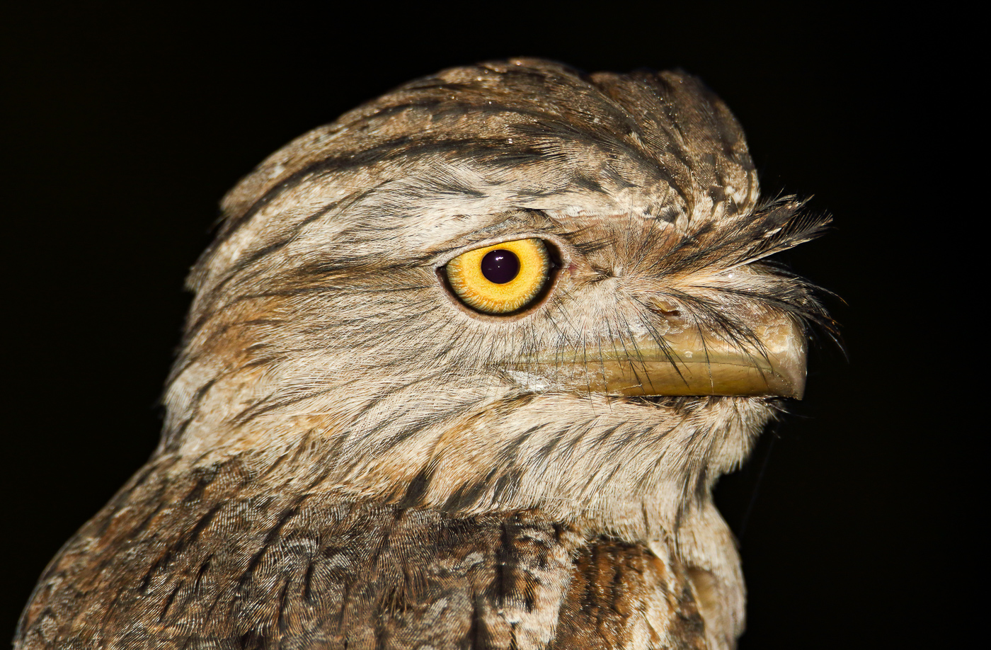 Tawny Frogmouth (Image ID 34832)