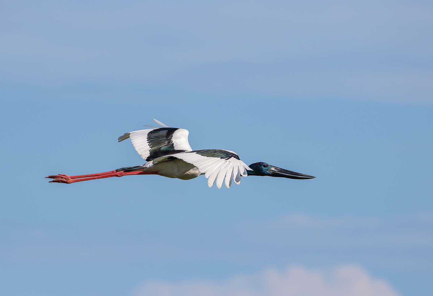 Black-necked Stork (Image ID 34830)